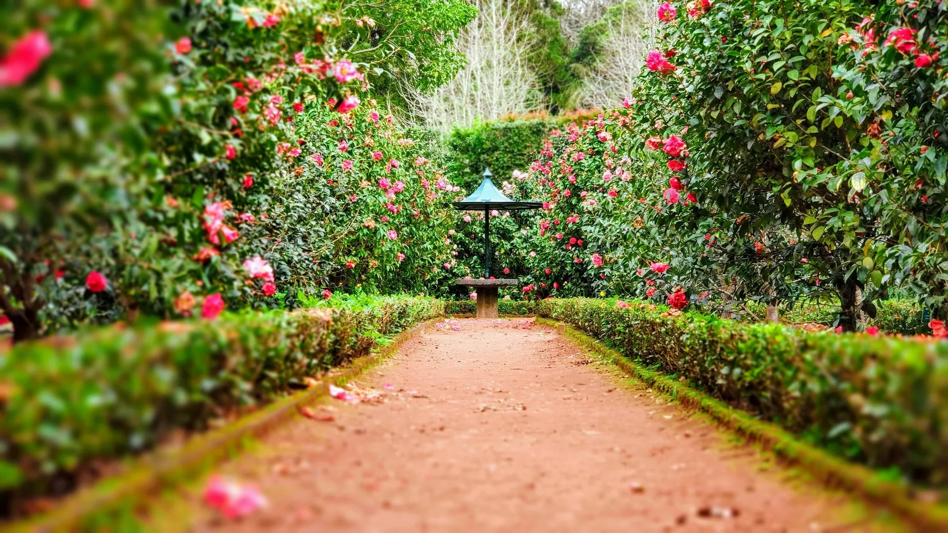 Blühender Gartenpfad